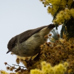 Acanthiza reguloides (Buff-rumped Thornbill) at Gungahlin, ACT - 18 Sep 2016 by CedricBear