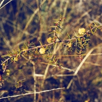 Acacia ulicifolia (Prickly Moses) at Conder, ACT - 11 Aug 2000 by MichaelBedingfield