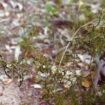 Acacia ulicifolia (Prickly Moses) at Conder, ACT - 25 Nov 1999 by michaelb