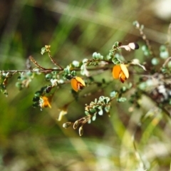 Bossiaea buxifolia (Matted Bossiaea) at Tuggeranong Hill - 30 Oct 1999 by michaelb