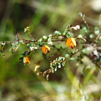 Bossiaea buxifolia (Matted Bossiaea) at Tuggeranong Hill - 30 Oct 1999 by michaelb