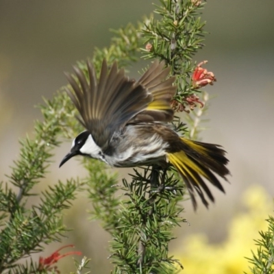 Phylidonyris niger (White-cheeked Honeyeater) at Fyshwick, ACT - 14 Sep 2016 by roymcd