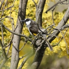 Phylidonyris niger at Fyshwick, ACT - 14 Sep 2016