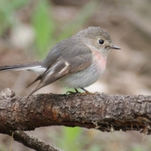 Petroica rosea at Garran, ACT - 15 Sep 2016