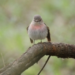 Petroica rosea at Garran, ACT - 15 Sep 2016