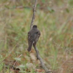 Petroica rosea at Garran, ACT - 15 Sep 2016