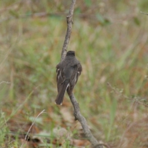 Petroica rosea at Garran, ACT - 15 Sep 2016