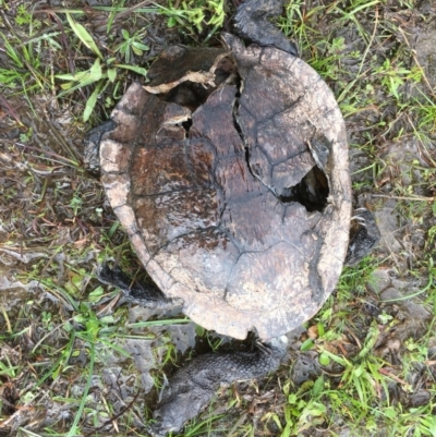 Chelodina longicollis (Eastern Long-necked Turtle) at Mulligans Flat - 18 Sep 2016 by Jen