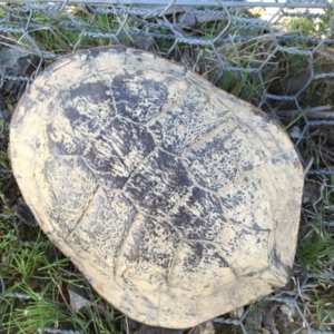 Chelodina longicollis at Gungahlin, ACT - 19 Sep 2016