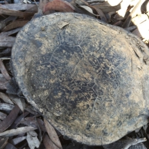 Chelodina longicollis at Gungahlin, ACT - 19 Sep 2016