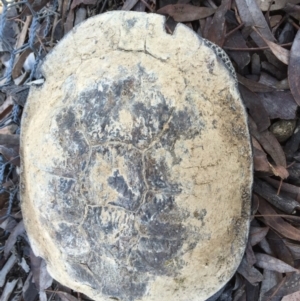 Chelodina longicollis at Gungahlin, ACT - 19 Sep 2016