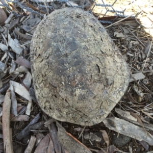 Chelodina longicollis at Gungahlin, ACT - 19 Sep 2016