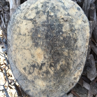 Chelodina longicollis (Eastern Long-necked Turtle) at Gungahlin, ACT - 19 Sep 2016 by CedricBear