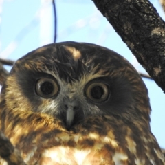 Ninox boobook (Southern Boobook) at Majura, ACT - 22 Aug 2016 by waltraud