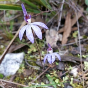 Cyanicula caerulea at Jerrabomberra, NSW - 18 Sep 2016