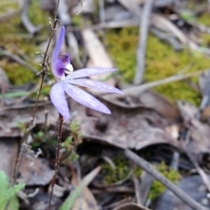 Cyanicula caerulea at Jerrabomberra, NSW - 18 Sep 2016