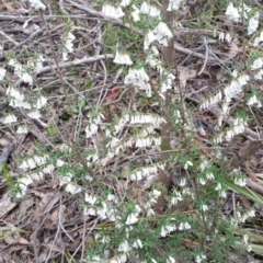 Styphelia fletcheri subsp. brevisepala (Twin Flower Beard-Heath) at Jerrabomberra, NSW - 18 Sep 2016 by roachie