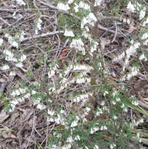 Styphelia fletcheri subsp. brevisepala at Jerrabomberra, NSW - 18 Sep 2016 12:39 PM