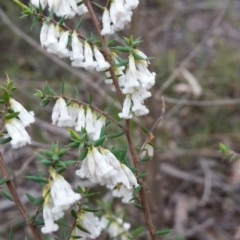 Leucopogon fletcheri subsp. brevisepalus at Jerrabomberra, NSW - 18 Sep 2016