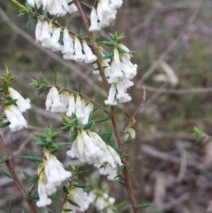 Leucopogon fletcheri subsp. brevisepalus at Jerrabomberra, NSW - 18 Sep 2016