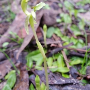 Chiloglottis trapeziformis at Jerrabomberra, NSW - 18 Sep 2016