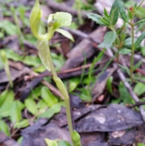 Chiloglottis trapeziformis at Jerrabomberra, NSW - 18 Sep 2016