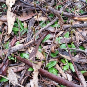 Chiloglottis trapeziformis at Jerrabomberra, NSW - suppressed