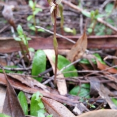 Chiloglottis trapeziformis at Jerrabomberra, NSW - suppressed