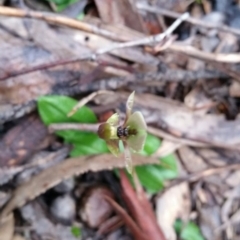 Chiloglottis trapeziformis at Jerrabomberra, NSW - suppressed