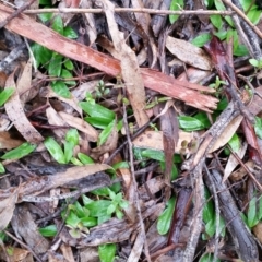 Chiloglottis trapeziformis at Jerrabomberra, NSW - suppressed