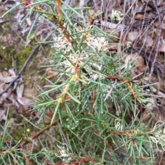 Hakea decurrens (Bushy Needlewood) at Mount Jerrabomberra QP - 18 Sep 2016 by roachie