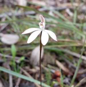 Caladenia fuscata at Jerrabomberra, NSW - suppressed