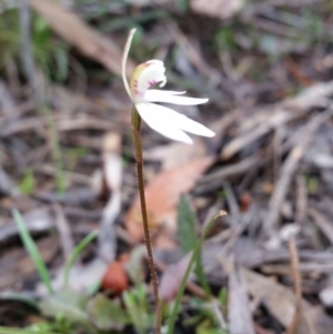 Caladenia fuscata at Jerrabomberra, NSW - 18 Sep 2016