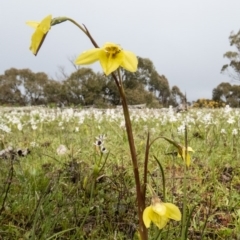 Diuris chryseopsis (Golden Moth) at Mulligans Flat - 18 Sep 2016 by CedricBear