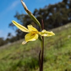 Diuris chryseopsis (Golden Moth) at Mulligans Flat - 19 Sep 2016 by CedricBear