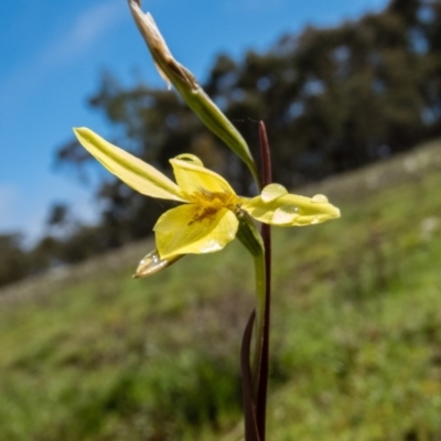 Diuris chryseopsis (Golden Moth) at Gungahlin, ACT - 19 Sep 2016 by CedricBear