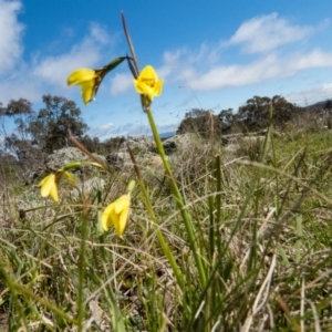 Diuris chryseopsis at Gungahlin, ACT - suppressed