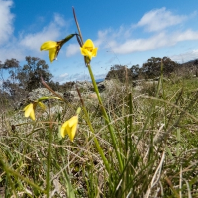 Diuris chryseopsis (Golden Moth) at Mulligans Flat - 19 Sep 2016 by CedricBear