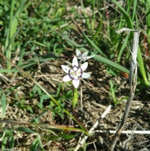 Wurmbea dioica subsp. dioica at Molonglo River Reserve - 16 Sep 2016 12:00 AM