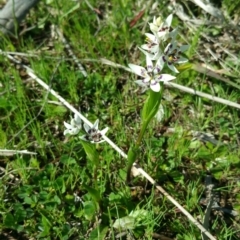 Wurmbea dioica subsp. dioica (Early Nancy) at Molonglo River Reserve - 15 Sep 2016 by nic.jario