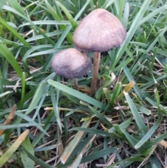 Panaeolus sp. (Panaeolus) at Queanbeyan West, NSW - 18 Sep 2016 by Speedsta