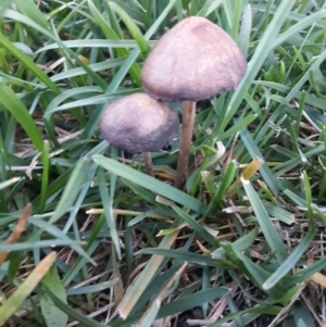 Panaeolus sp. at Queanbeyan West, NSW - 19 Sep 2016 09:08 AM