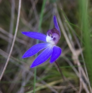 Cyanicula caerulea at Belconnen, ACT - 19 Sep 2016