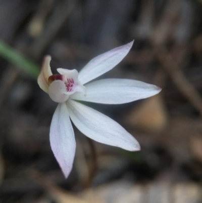 Caladenia fuscata (Dusky Fingers) at Belconnen, ACT - 19 Sep 2016 by JasonC