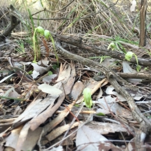 Pterostylis nutans at Belconnen, ACT - 19 Sep 2016