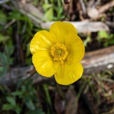 Ranunculus lappaceus (Australian Buttercup) at Mulligans Flat - 19 Sep 2016 by CedricBear