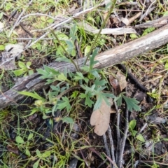 Ranunculus lappaceus at Gungahlin, ACT - 19 Sep 2016 10:04 AM