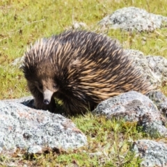 Tachyglossus aculeatus (Short-beaked Echidna) at Mulligans Flat - 19 Sep 2016 by CedricBear