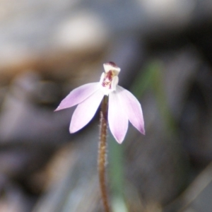 Caladenia fuscata at Burra, NSW - 17 Sep 2016