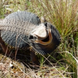 Pogona barbata at Fraser, ACT - suppressed